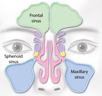Sinus-Area-Close-up2 Sinus area close up