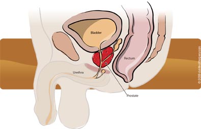 male_anatomy_395x255 Male Anatomy
